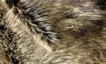 Imitation-raccoon-fur ESHP-255-2 